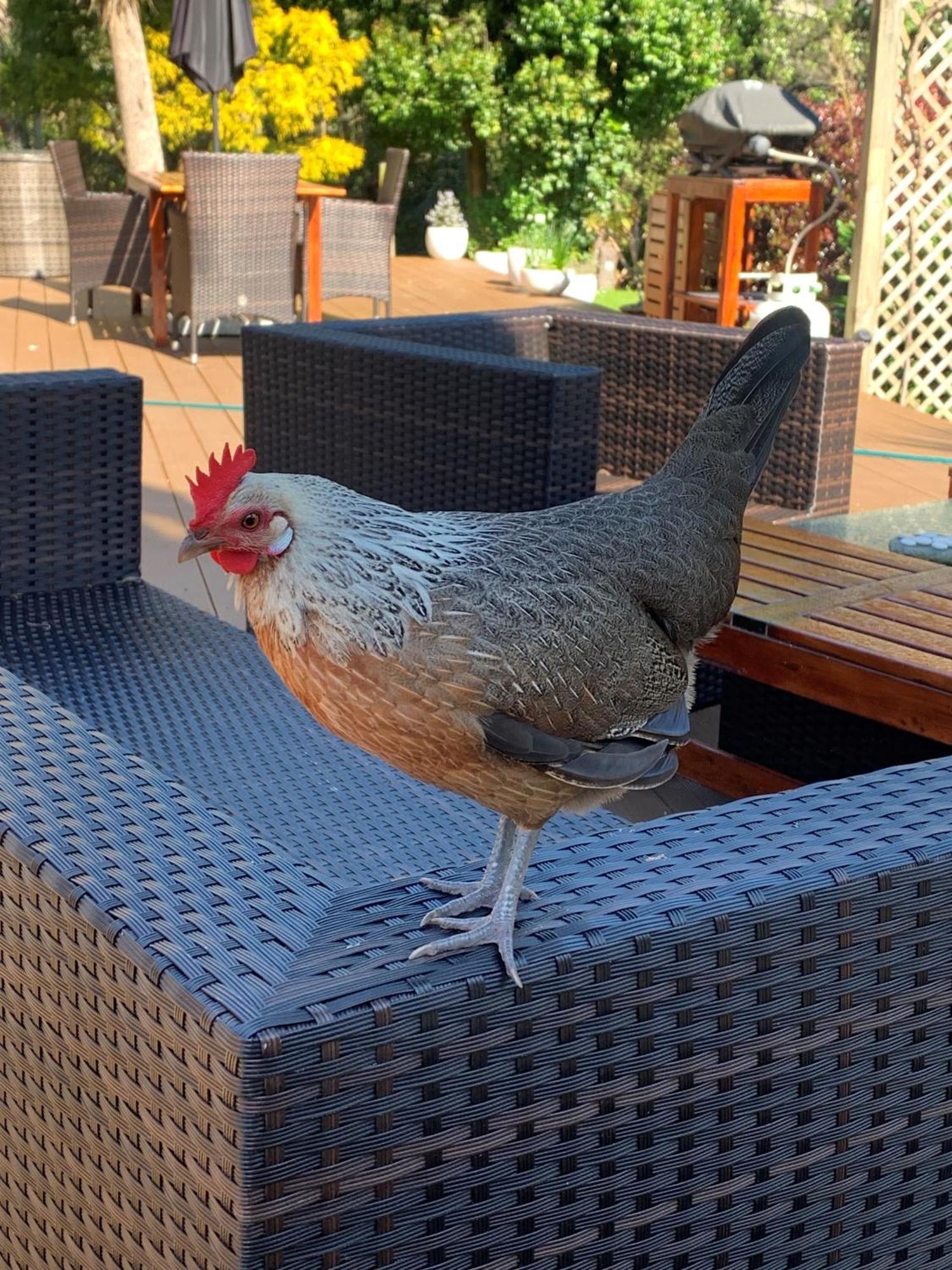 Private Guest Wing - Durie Vale Lodge Whanganui Εξωτερικό φωτογραφία